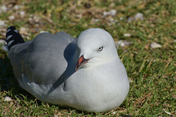 Young red-billed gull sitting on green grass with comport