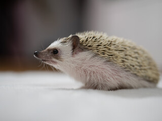 Afrikanischer Weißbauchigel feiert Weihnachten