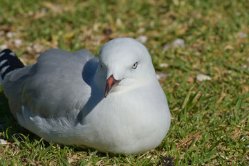 Red-billed gull chick sitting on green grass