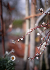 Spring flowers background willow branch. Vertical view.