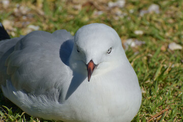 Young red-billed gull sitting on green grass