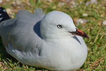 Young red-billed gull sitting on green grass