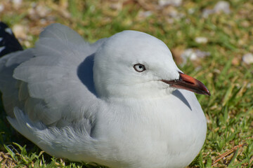 Young red-billed gull sitting on green grass