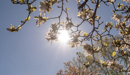 Magnolia tree blossom with blurred background and warm sunshine. Spring season concept