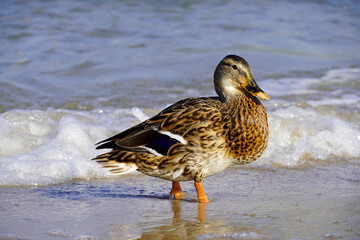 Female duck on the Baltic coast of Usedom.