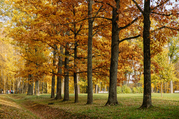 Golden autumn in a public park, yellow and orange leaves on trees, green grass, fallen leaves lying on the ground.