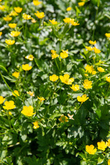 botany, nature and flora concept - beautiful anemone flowers blooming on summer field