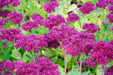 Flowering sedum plant. Flower close up.
