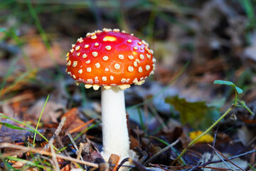 Fresh fly agaric on forest floor. Poisonous red and white spotted mushroom. Inedible.