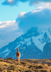 Guanaco com montanhas nevadas ao fundo em Torres del Paine, Chile