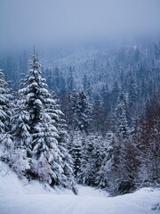 snow covered trees in the mountains