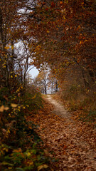 autumn in the forest