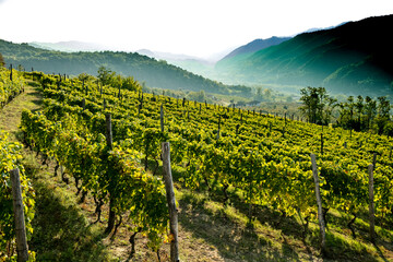 the hills full of vineyards of Santo Stefano Belbo, the area of Muscat wine in Piedmont,...