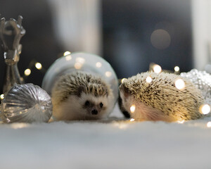 Weißer Igel mit Lichterkette