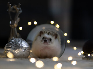 Weißer Igel mit Lichterkette