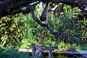 Japanese garden object called 