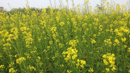 Mustard field flowering in spring with vibrant yellow flowers and green leaves. 4K