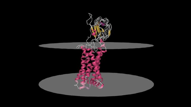 Luteinizing hormone-choriogonadotropin receptor. Animated 3D cartoon model with inner (bottom) and outer (top) cell membranes shown. PDB 7fij, black background.