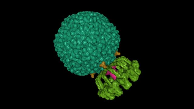 Structure of native bacteriophage P68. Animated 3D Gaussian surface model, protein-specific color scheme, PDB 6q3g, black background