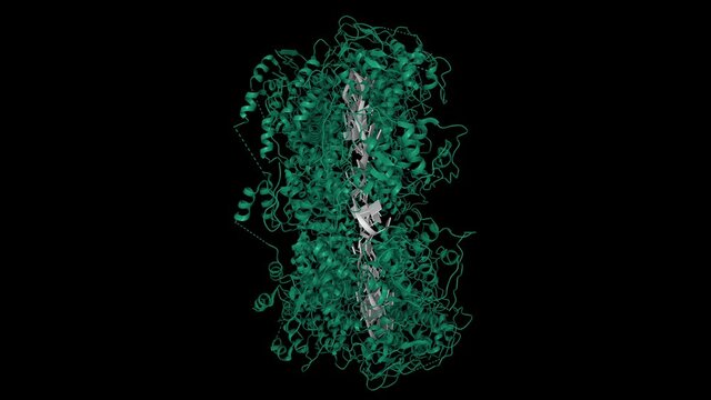 Crystal structure of the rabies virus nucleoprotein-RNA complex. Animated 3D cartoon model, PDB 2gtt, black background