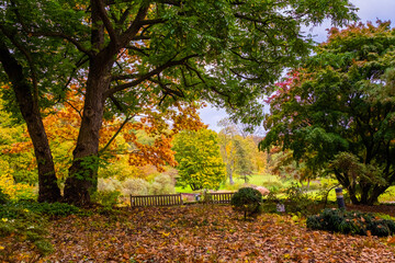 Obraz premium autumn in the park