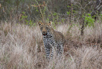 leopard, Panthera pardus, stalking through the dense african bush