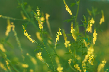 Fototapeta premium Melilotus, yellow flowers close up, healing herbs background. Blossom plant macro, green backdrop