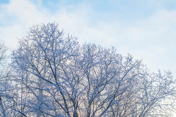 Snowy tree in hoarfrost, ice on the branches, beautiful winter landscape, sunny day