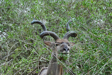 Big greater Kudu with big cork screw horns