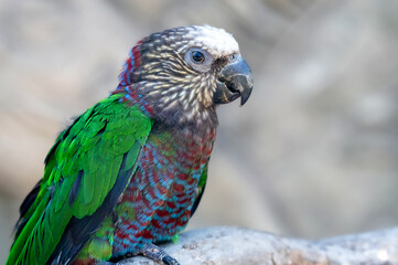Hawk Headed Parrot sits on a wooden branch of a tree, on a gray background