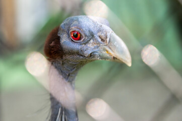 close up of a vulture's head with red eyes