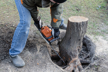 Removing stump with large roots with benosopila Stihl. Big plan Lumberjack with gloves holda chainsaw Stihl. Blurred background. Selective focus. Roots of stump were excavated for removal.