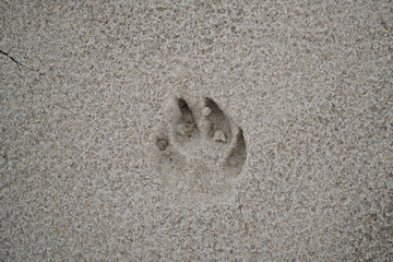 Imprint of a dog's paw in the sand. Footprint.
