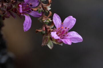 The purple mountain saxifrage (Saxifraga oppositifolia)