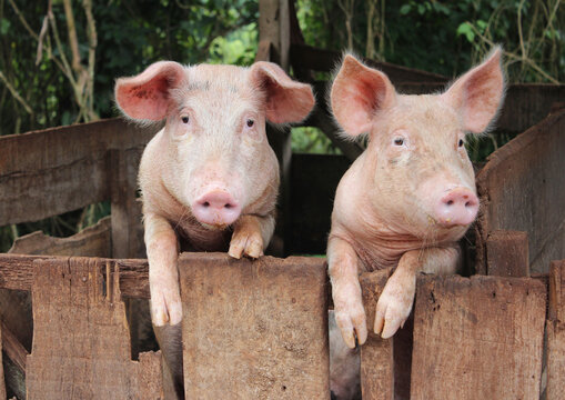 dois porcos olhando para a c&acirc;mera