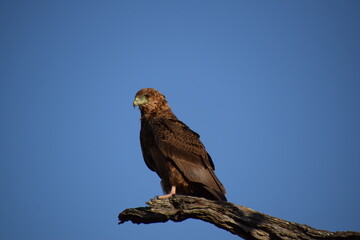 Bateleur Juv.
