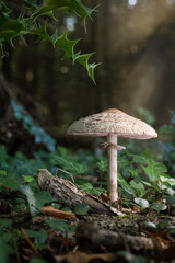 Large Parasol fungus Macrolepiota procera