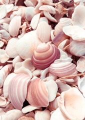 Conchas do mar em tons rosados
