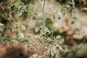 green tomato plant in greenhouse