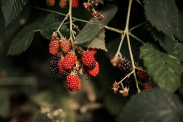 fresh ripe blackberry fruits isolated