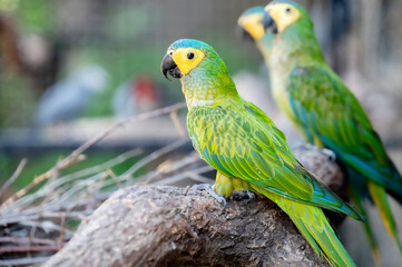 A family of green parrots sitting on a tree branch in a poultry house