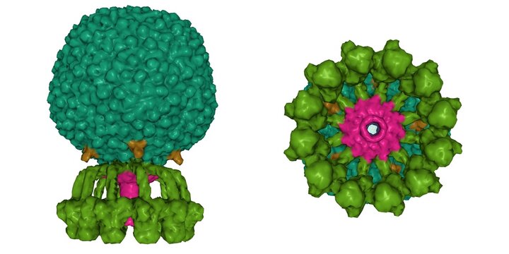 Structure of native bacteriophage P68. 3D Gaussian surface model in two perpendicular projections, protein-specific color scheme, PDB 6q3g, white background