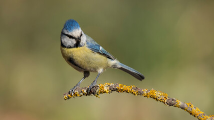 Obraz premium Beautiful and cute(Eurasian Blue Tit)