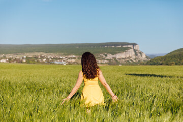 woman traveler walks through a green field of wheat