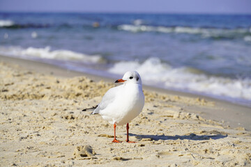 Portrait of a seagull on the beach in Usedom
