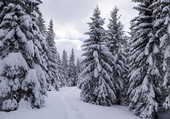 Lawn and forest. On a frosty beautiful day among high mountain are magical trees covered with white fluffy snow against the magical winter landscape. Snowy background. Nature scenery.
