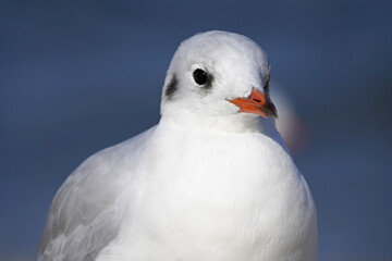 Seagull in close-up. Portrait of a bird with a red beak and white plumage.
