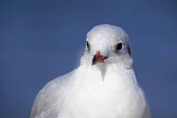 Seagull in close-up. Portrait of a bird with a red beak and white plumage.
