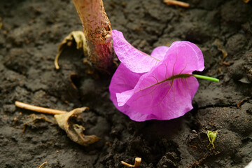 Flowerpot plant red leaf flower