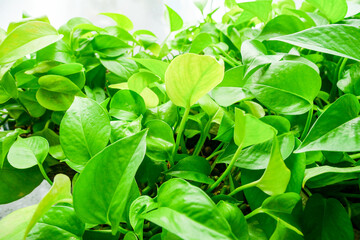 Fresh green leaves and green trees